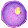 Nectar of the Gods PICHPOSH Bath Bomb