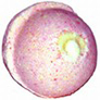 Strawberry Moose Jaw PICHPOSH Bath Bomb
